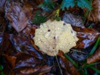 Gelbes Blatt voller Regentropfen auf nassem Waldlaub